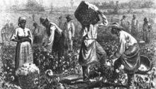 Cotton Picking in Georgia