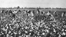 Cotton, the Engine of the Southern Economy